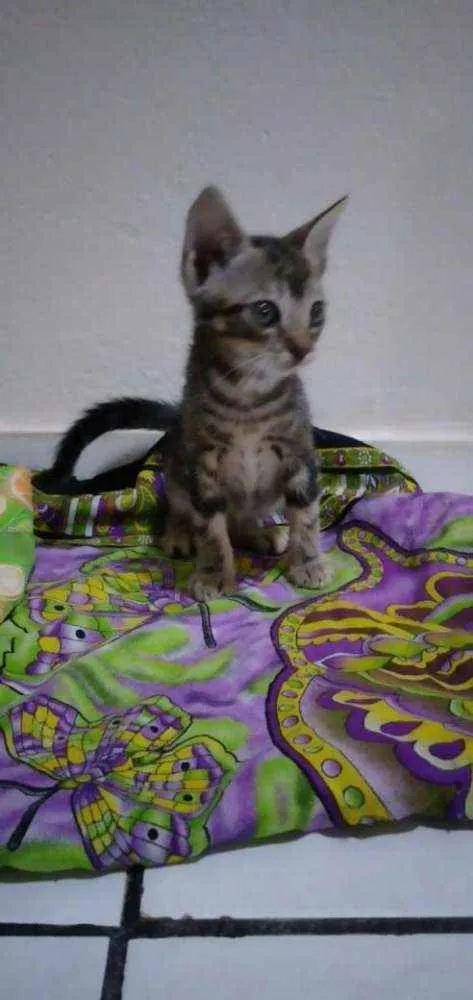 Gato ra a  idade 2 a 6 meses nome  Tiger, Moca e Luna