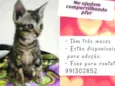  Tiger, Moca e Luna