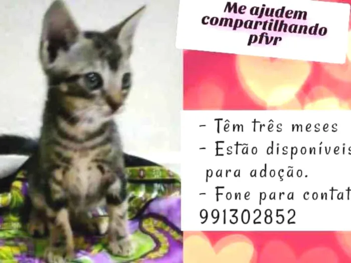 Gato ra a  idade 2 a 6 meses nome  Tiger, Moca e Luna