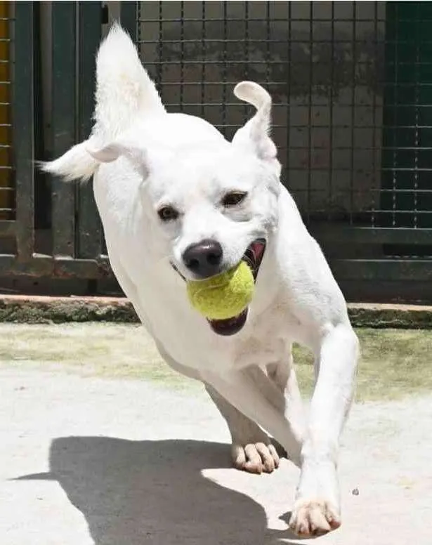 Cachorro raça Mestiço labrador idade 3 anos nome Ras