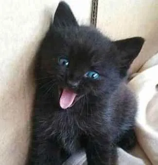 Gato ra a SRD idade Abaixo de 2 meses nome Sem nome