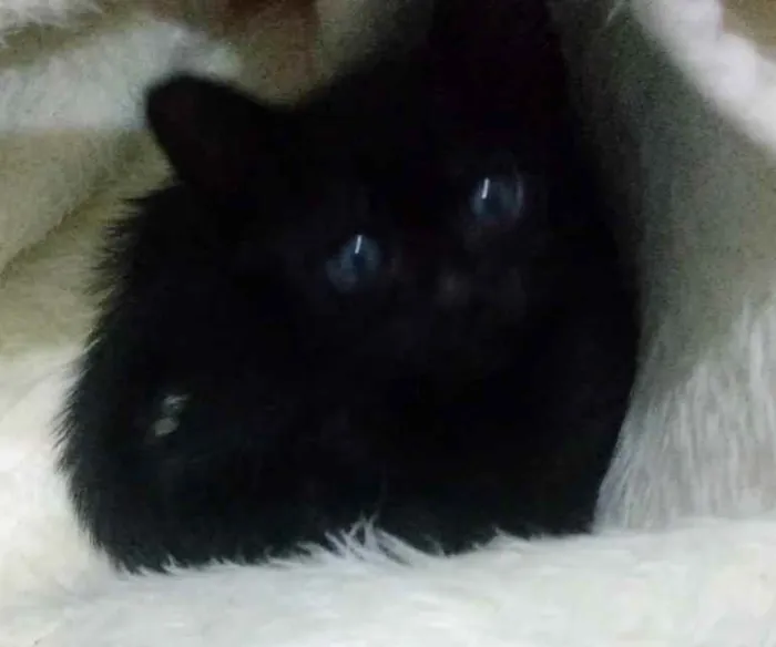 Gato ra a SRD idade Abaixo de 2 meses nome Sem nome