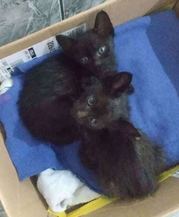 Gato ra a SRD idade Abaixo de 2 meses nome Sem nome