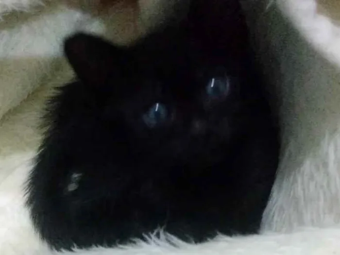 Gato ra a SRD idade Abaixo de 2 meses nome Sem nome