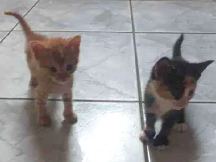 Gato raça Vira lata idade Abaixo de 2 meses nome Ainda não tem nome