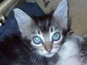 Gato raça SRD-ViraLata idade Abaixo de 2 meses nome —