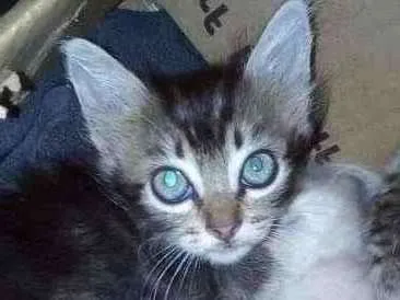 Gato ra a SRD-ViraLata idade Abaixo de 2 meses nome —