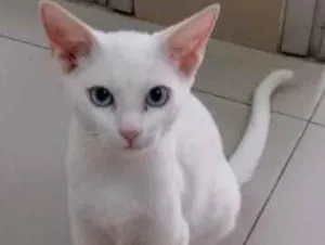 Gato raça Vira lata  idade 7 a 11 meses nome Kauã