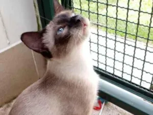 Gato raça Sianes idade 7 a 11 meses nome Jaci