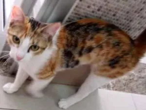 Gato raça Vira lata  idade 7 a 11 meses nome Juju 