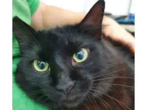 Gato raça Vira lata  idade 3 anos nome Anastacia 