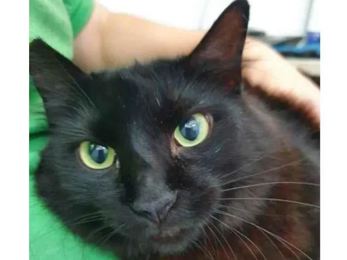 Gato raça Vira lata  idade 3 anos nome Anastacia 