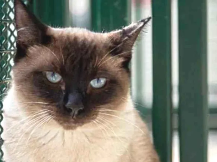 Gato raça Sianes idade 3 anos nome Tarzan