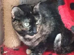 Gato raça Vira lata  idade 3 anos nome Zinha 