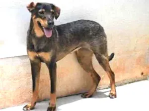 Cachorro raça Vira lata  idade 1 ano nome Mary