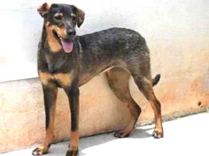 Cachorro raça Vira lata  idade 1 ano nome Mary