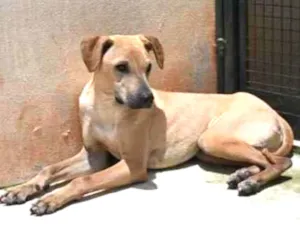 Cachorro raça Vira lata  idade 1 ano nome Alvaro 