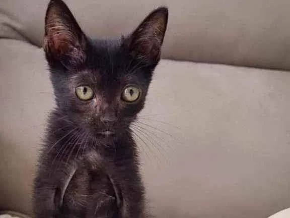 Gato ra a  idade Abaixo de 2 meses nome Banguela