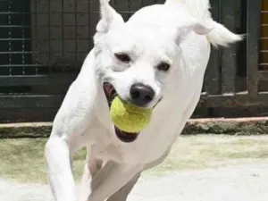 Cachorro raça Mestiço labrador idade 3 anos nome Ras