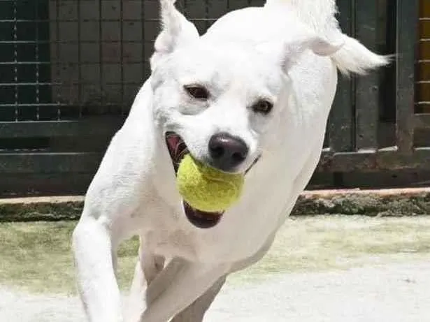 Cachorro raça Mestiço labrador idade 3 anos nome Ras
