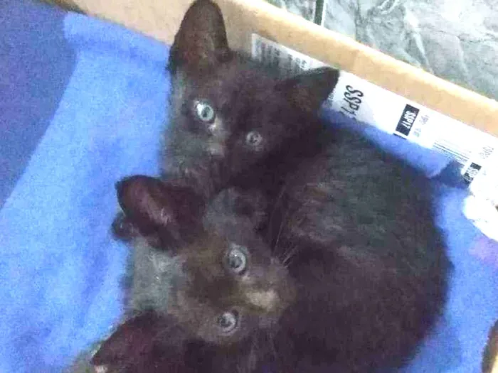 Gato ra a SRD idade Abaixo de 2 meses nome Sem nome
