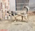 Cachorro raça Srd idade 1 ano nome Lupycínio 