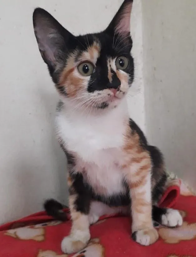 Gato raça SRD-ViraLata idade 2 a 6 meses nome JUDDY