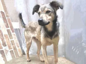 Cachorro raça Srd idade 1 ano nome Lupycínio 