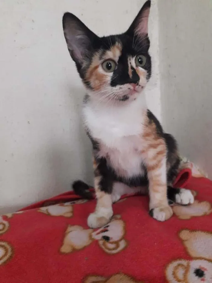 Gato raça SRD-ViraLata idade 2 a 6 meses nome JUDDY