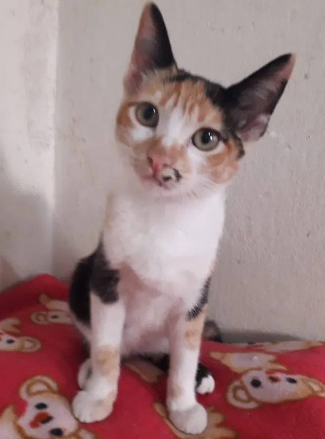 Gato raça SRD-ViraLata idade 2 a 6 meses nome CINDY