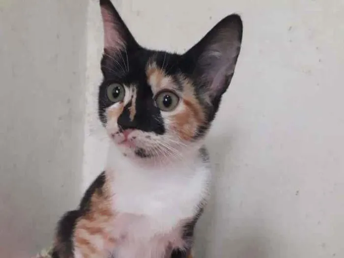 Gato raça SRD-ViraLata idade 2 a 6 meses nome JUDDY