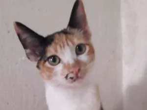 Gato raça SRD-ViraLata idade 2 a 6 meses nome CINDY