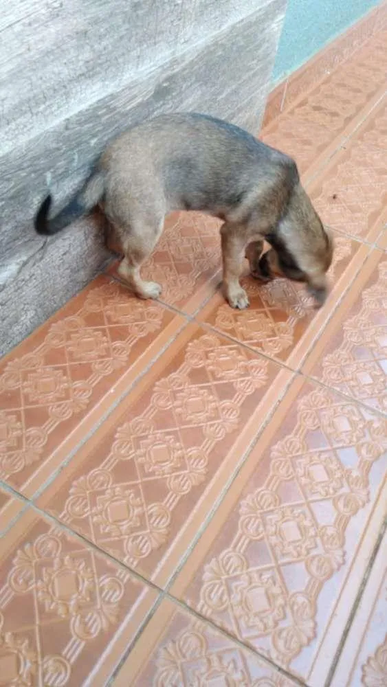 Cachorro ra a Viralata idade 7 a 11 meses nome Luna