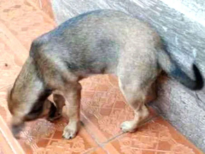 Cachorro ra a Viralata idade 7 a 11 meses nome Luna