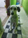 BRUCE LINDÃO!