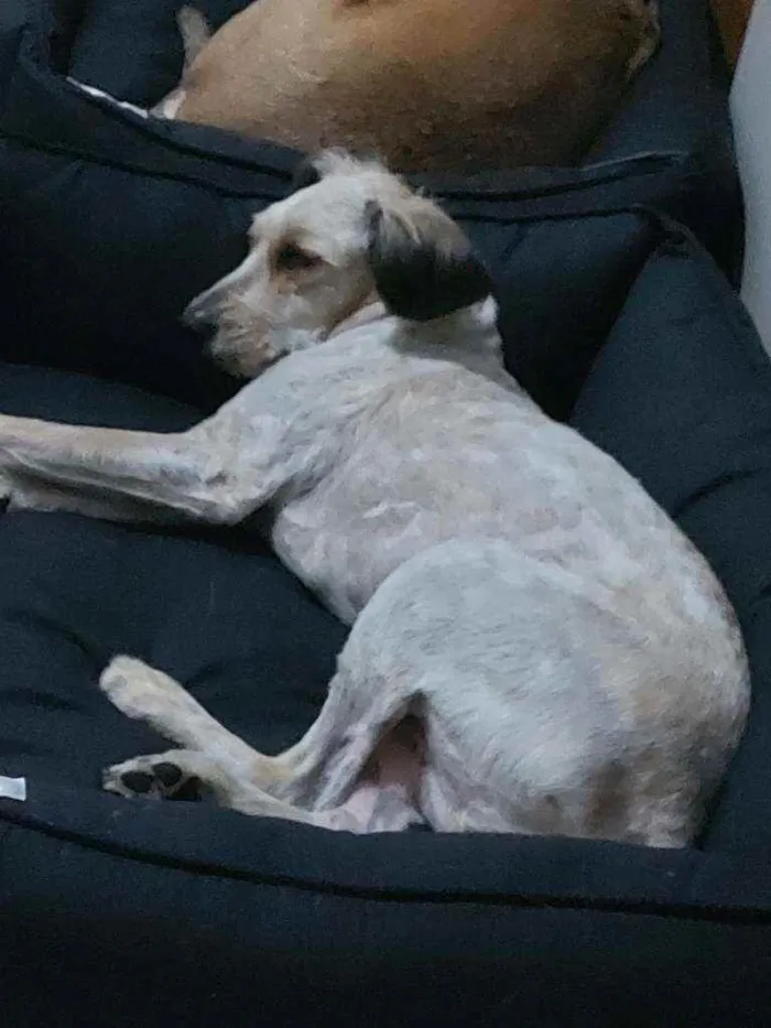 Cachorro ra a Srd idade 2 anos nome BRUCE LINDÃO!