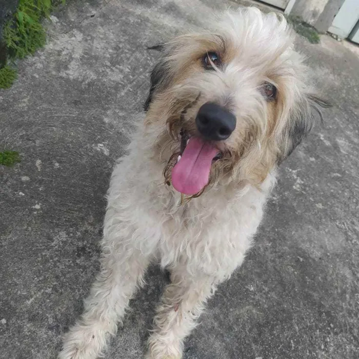 Cachorro ra a Srd idade 2 anos nome BRUCE LINDÃO!