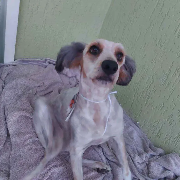 Cachorro ra a Srd idade 2 anos nome BRUCE LINDÃO!