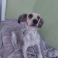 BRUCE LINDÃO!