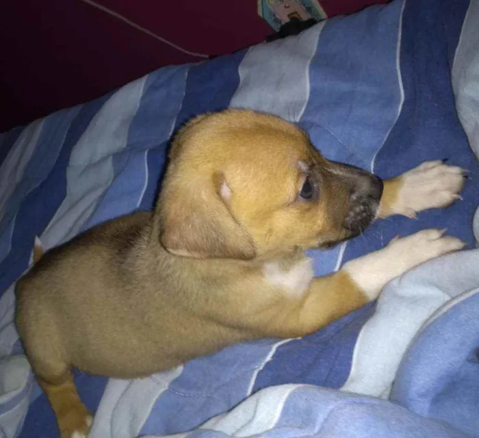 Cachorro ra a SRD idade 2 a 6 meses nome Rollo
