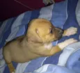 Rollo