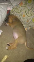 Rollo