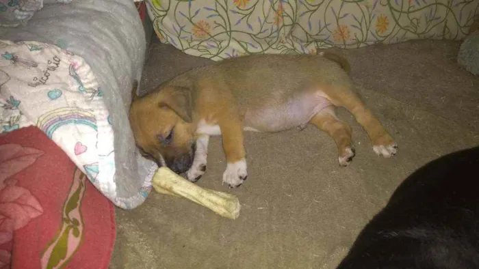 Cachorro ra a SRD idade 2 a 6 meses nome Rollo