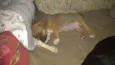 Rollo