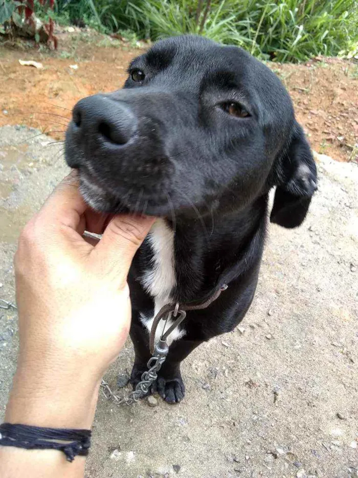 Cachorro ra a Labrador misturado idade 7 a 11 meses nome Look