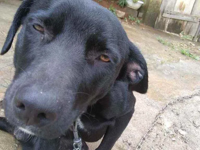 Cachorro ra a Labrador misturado idade 7 a 11 meses nome Look