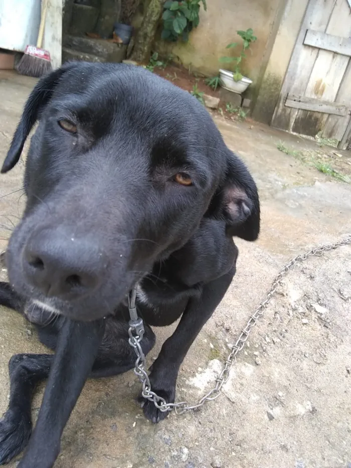 Cachorro ra a Labrador misturado idade 7 a 11 meses nome Look