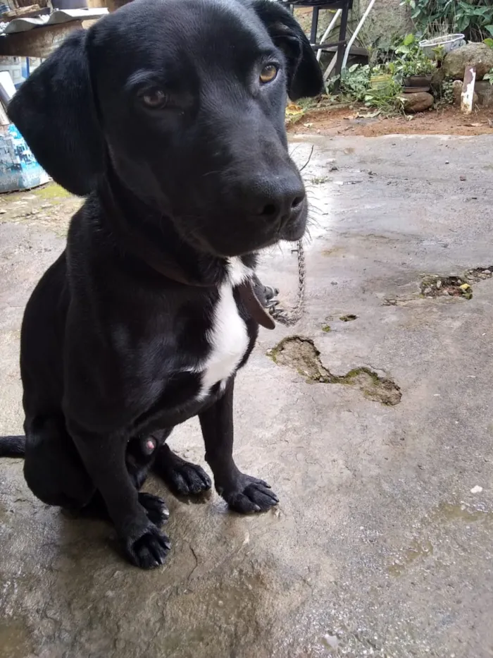 Cachorro ra a Labrador misturado idade 7 a 11 meses nome Look