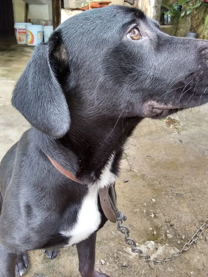 Cachorro ra a Labrador misturado idade 7 a 11 meses nome Look