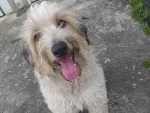 Cachorro raça Srd idade 2 anos nome BRUCE LINDÃO!